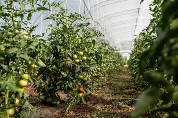 Moderno Invernadero Con Tomates Jóvenes Imagen De Stock