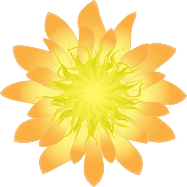 Isolated transparent sunflower — Stock Vector