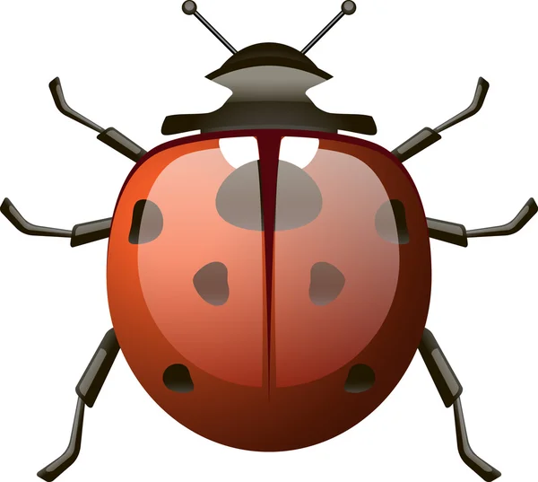 Isolerade detaljerad ladybird — Stock vektor