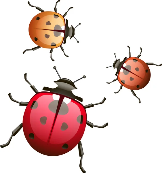 Isolated detailed ladybirds — Stock Vector