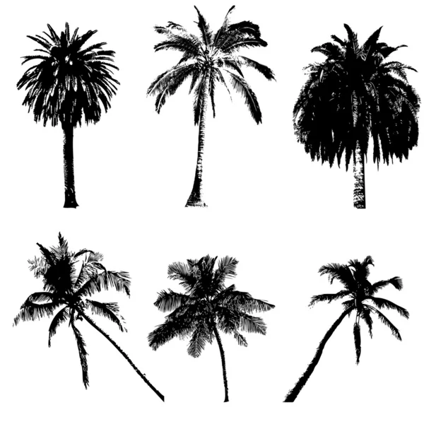 Conjunto de palmeiras —  Vetores de Stock