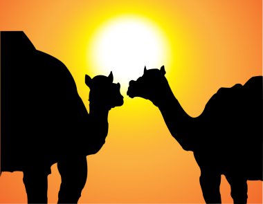 iki deve ve güneş
