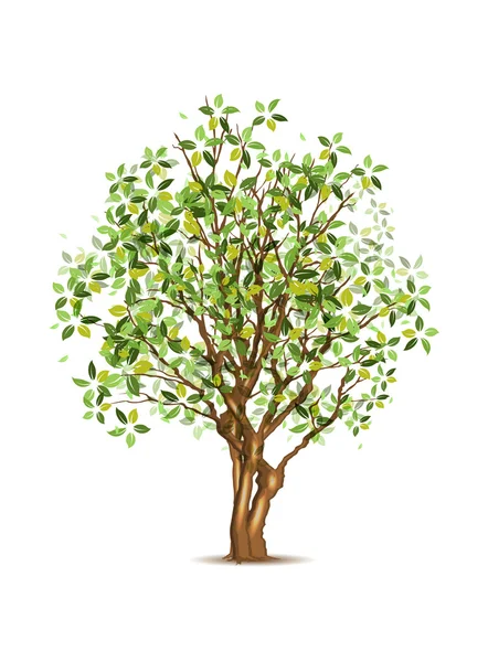 Green spring tree — Stock Vector