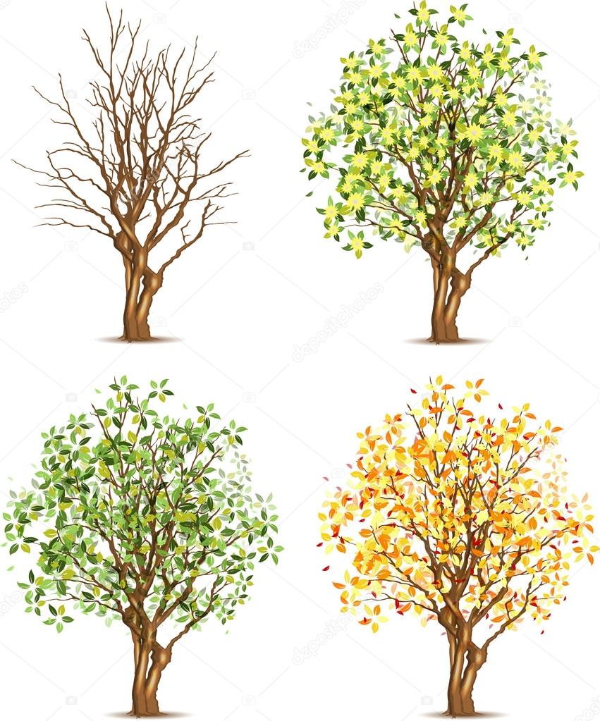 Set of four trees in different seasons