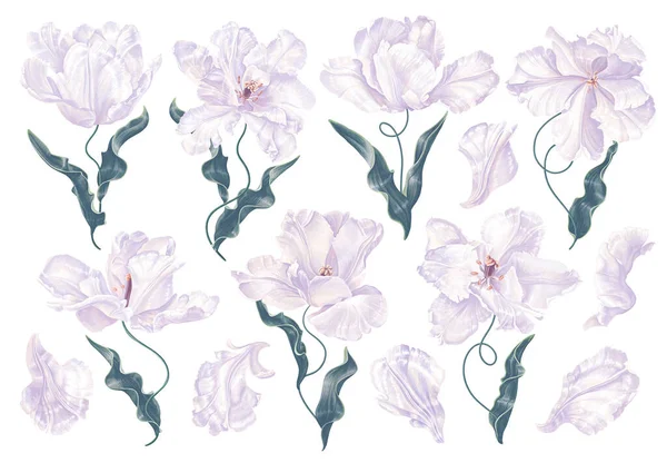 Set Tulipani Del Medioevo Varietà Insolita Tulipani Incrociati Con Iris — Vettoriale Stock