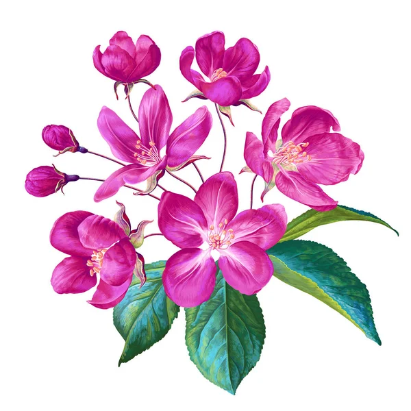 Reális Gyümölcsfa Vektorág Rózsaszín Tavaszi Almafa Virágok Részletes Kézzel Rajzolt — Stock Vector