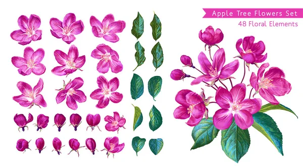 Large Set Pink Apple Blossoms Set Realistic Plants Drawn Hand — 스톡 벡터