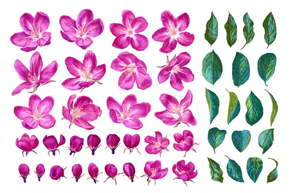 Rózsaszín Virágzó Almafák Reális Növények Készlete Kézzel Rajzolva Vektorformátumban Virágok — Stock Vector