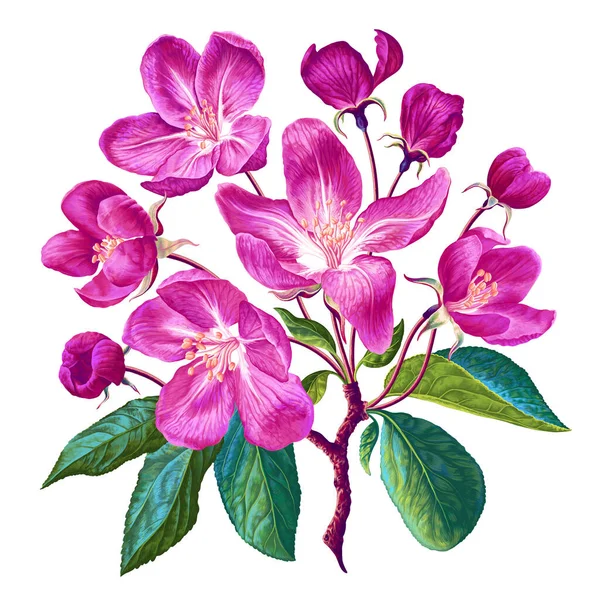 Vector Botanical Illustration Highly Realistic Style Pink Flowers Buds Leaves — 스톡 벡터