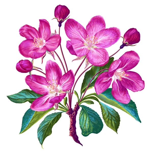 Vektoros Illusztráció Virágzó Almafa Ágával Reális Nagyon Részletes Rózsaszín Virágok — Stock Vector