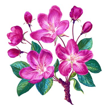 Vector branch of pink apple tree. Botanical illustration isolated on white background in realistic style. Hand-drawn clip art of blooming composition with flowers, buds and leaves for postcard, textil