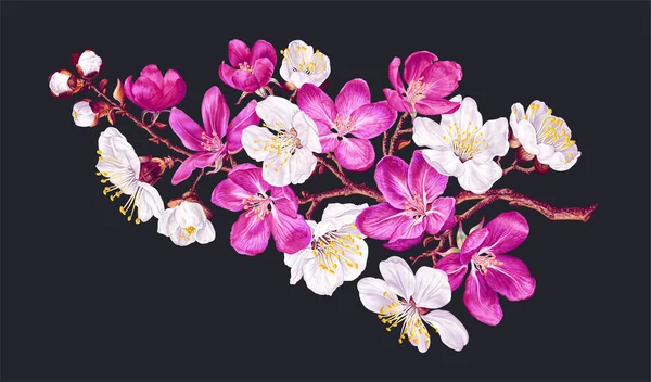 식물학적 현실적 스타일이다 사쿠라 과일나무 가지에 나무의 분홍빛 디자인을 어두운 — 스톡 벡터