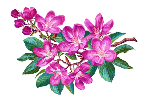 Vektorág Tavaszi Virágokkal Reális Rózsaszín Gyümölcsfa Részletes Kézzel Rajzolt Klip — Stock Vector