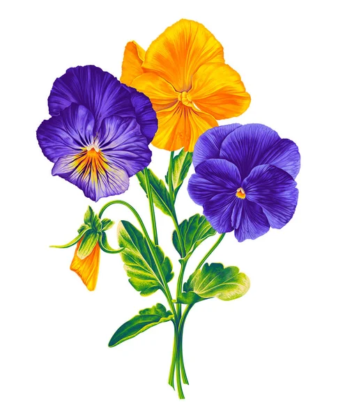 Vola Trcolor Pansies Violet Bouquet Dari Vektor Realistis Gambar Tangan - Stok Vektor