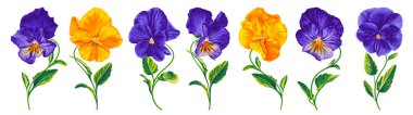 Gerçekçi çiçek seti Pansies, Viola. Sarı, mor, mavi sarı, parlak marul yapraklı iki renkli bitkiler beyaz arka plan klipslerinde izole edilmiş. Tasarımınız için hazırlanmış ögeler.