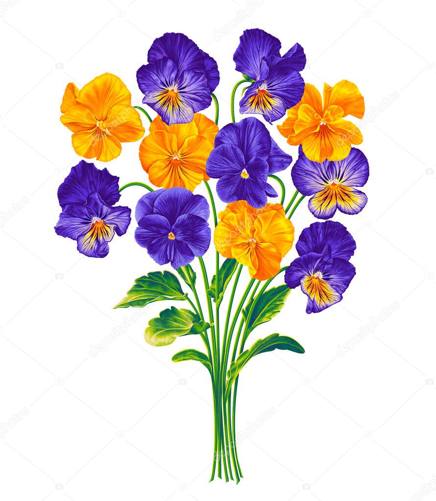 isolated on white background. Yellow and purple flowers with lettuce bright leaves, two-color plants. Ready to use botanical element for greeting cards, advertisements, banners, clothing prints