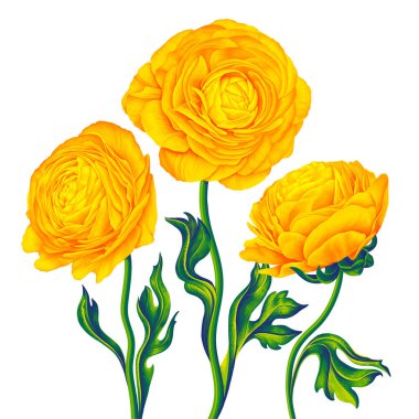 Ranunculus vektör çiçekli çiçek bileşimi, sarı Batrachium. Tasarımınız, kartpostallarınız, tanıtım afişleriniz ve sosyal medya afişleriniz için detaylı El çizimi vektör botanik çizimi.