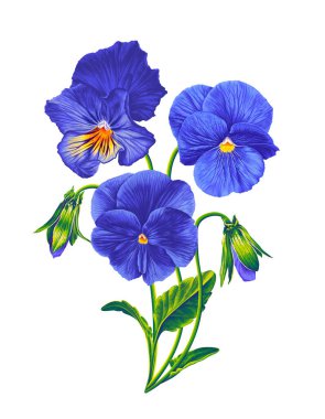 Vektör çiçek kompozisyonu. Mavi ve sarı hanım evlatları (Violas), elle çizilmiş gerçekçi çiçek buketleri. Tasarımınız için klip sanatı, beyaz arka planda izole edilmiş. Detaylı botanik seti.