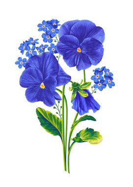 Kartpostallar, posterler, kıyafet tasarımı, kozmetik ürünleri, reklam afişleri, desenler, sosyal medya paylaşımları için vektör pansiyonlar ve unutma beni-notlar. Beyaz arkaplanda izole edilmiş gerçekçi botanik çizimi.