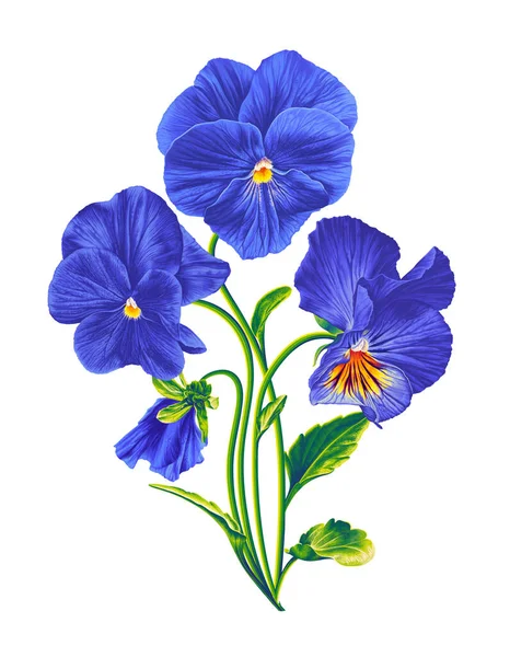 Komposisi Bunga Pansy Biru Dan Kuning Violas Buket Gambar Tangan - Stok Vektor