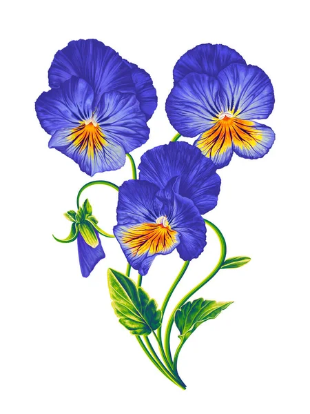 Komposisi Vektor Bunga Dengan Pansy Biru Dan Kuning Violas Buket - Stok Vektor