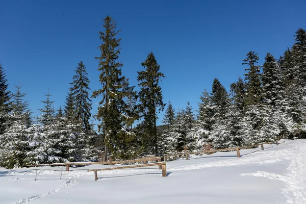 Árboles de invierno — Foto de Stock