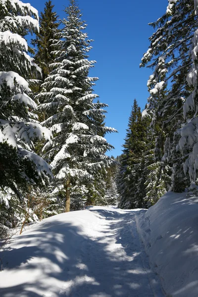 Zimowe drzewa — Zdjęcie stockowe
