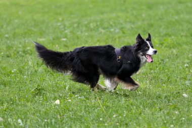 kenar kömür ocağı