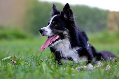 kenar kömür ocağı