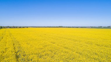 Polonya 'da Colza' nın yaz sahalarında hava manzarası 