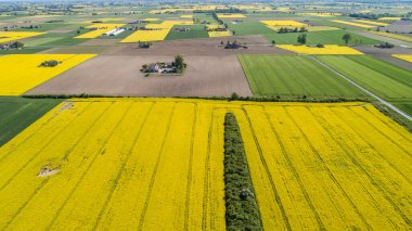 Polonya 'da Colza' nın yaz sahalarında hava manzarası 
