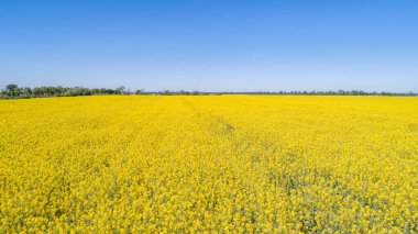 Polonya 'da Colza' nın yaz sahalarında hava manzarası 
