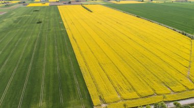 Polonya 'da Colza' nın yaz sahalarında hava manzarası 