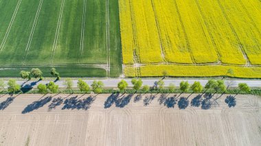 Polonya 'da Colza' nın yaz sahalarında hava manzarası 