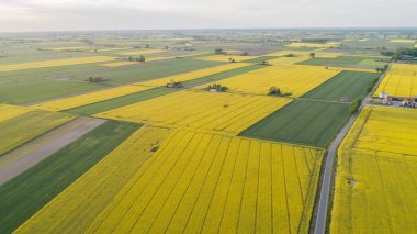 Polonya 'da Colza' nın yaz sahalarında hava manzarası 