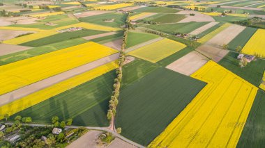 Polonya 'da Colza' nın yaz sahalarında hava manzarası 