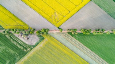 Polonya 'da Colza' nın yaz sahalarında hava manzarası 