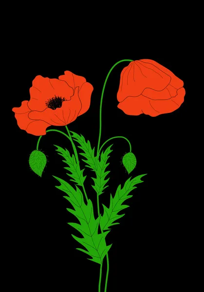 Amapolas rojas . — Vector de stock