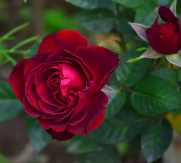 Rosa vermelha no jardim. — Fotografia de Stock