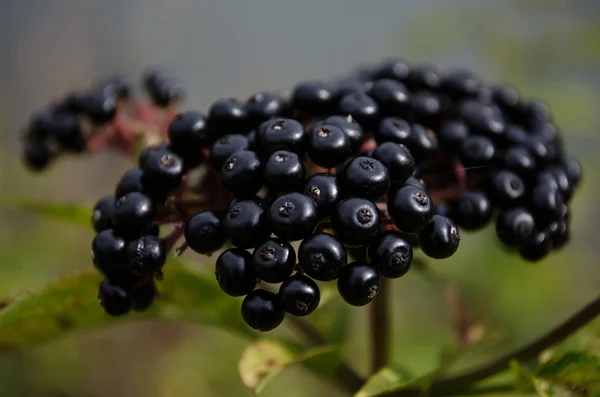 Black elderberry. — Stock Photo, Image