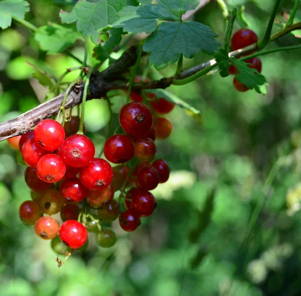 Red currant . — Stock Photo, Image