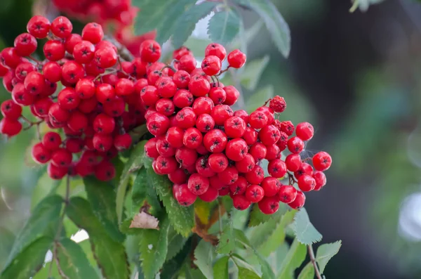 Red elderberry. — Stock Photo, Image