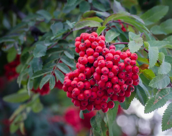 Red berries of the elderberry on branch . — Stock Photo, Image