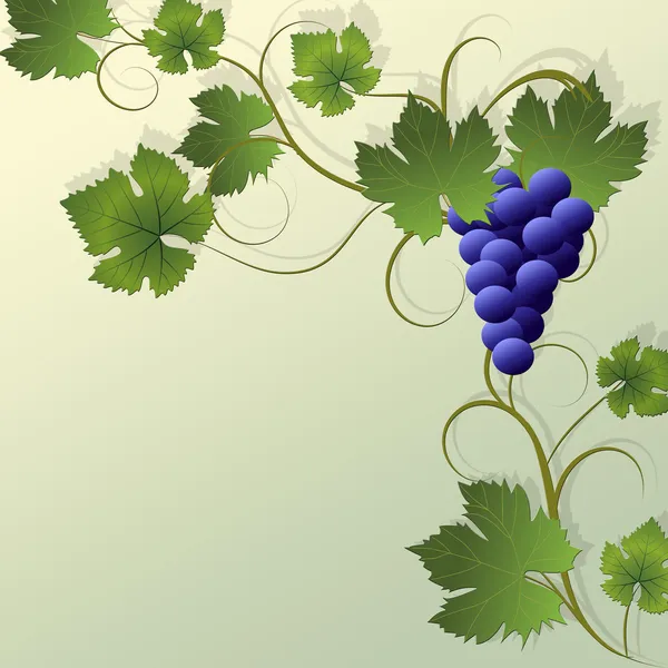 Fundo de uvas . — Vetor de Stock