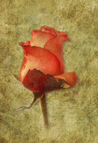 Streszczenie grunge karta czerwona róża. — Zdjęcie stockowe