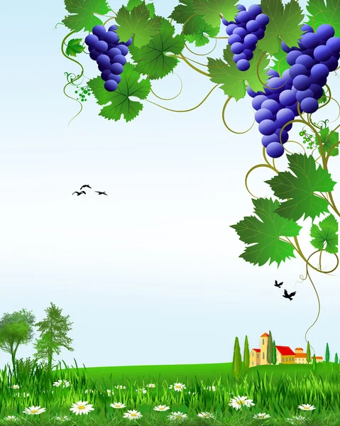 Grapes and  landscape — Stock Vector