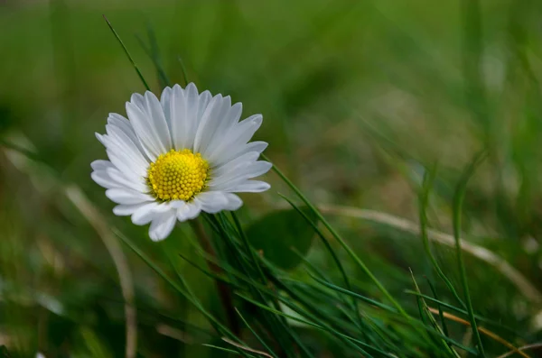 Green grass with daisy flower . — Stock Photo, Image