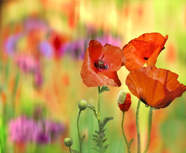 Field of poppies — Stock Photo, Image