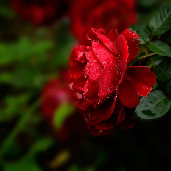 Rote Rose nach Regen — Stockfoto