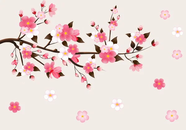 Cereja de floração japonesa — Fotografia de Stock